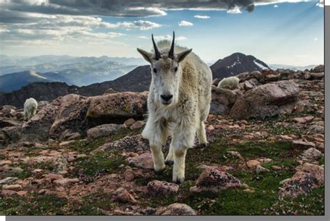 Mountain goats tour - 